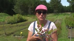 Как добиться хорошего прироста саженцев