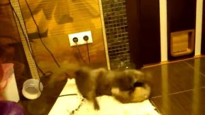 кошка vs хорек битва