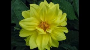 Мое слайд-шоу Цветы