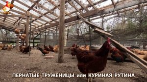 Куры несушки свободного выгула и их обычная куриная рутина – эпизод (91)