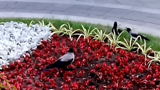 Вороны рвут цветы перед Администрацией Президента. 20140614 184112 смотреть онлайн