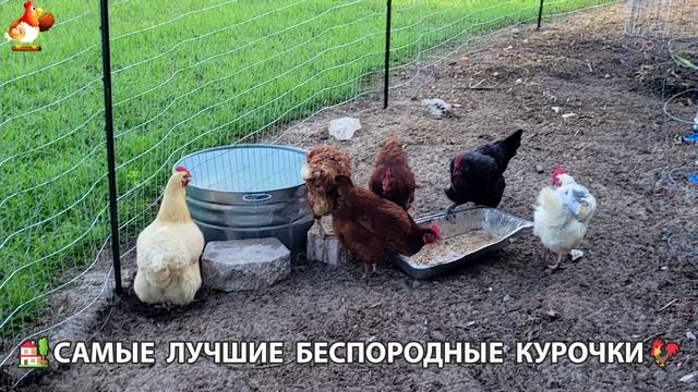 Курочки селяночки лучшие беспородные несушки 🥚 (24)