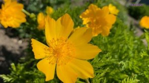 ВЕСЕННИЕ ЦВЕТЫ В МОЁМ САДУ ❀ МОЯ КОЛЛЕКЦИЯ ЦВЕТОВ ❀