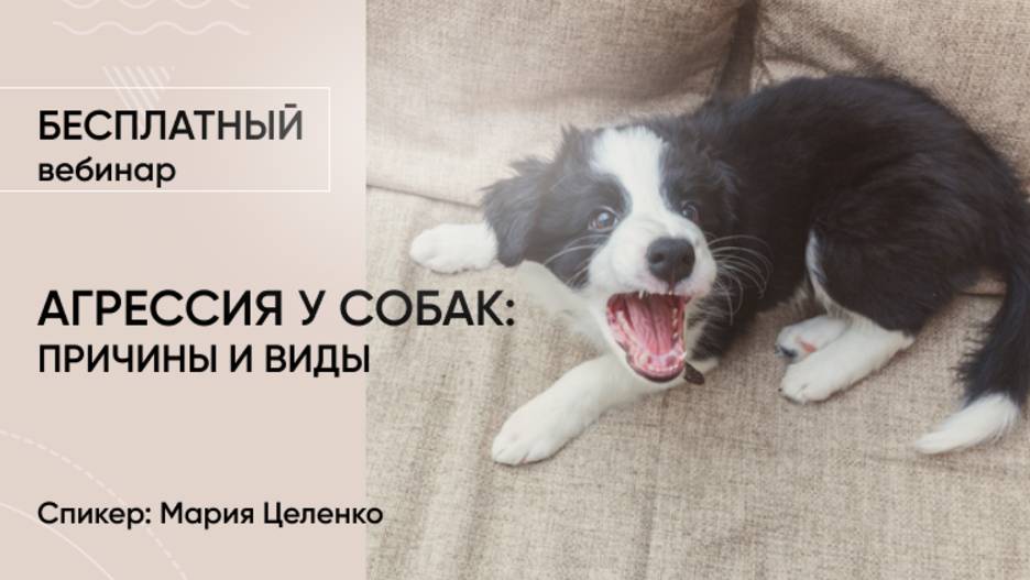 Вебинар «Агрессия у собак: причины, виды и устранение»