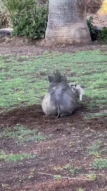 Настоящие Тимон и Пумба