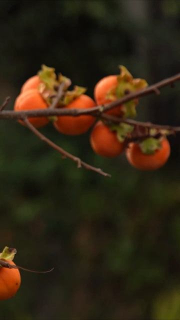 Sweet World of Persimmons! 🍅 | Agri Farming смотреть онлайн