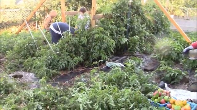 2020 Summer Garden Harvest смотреть онлайн