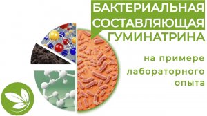 ГУМИНАТРИН // БАКТЕРИАЛЬНАЯ СОСТАВЛЯЮЩАЯ
