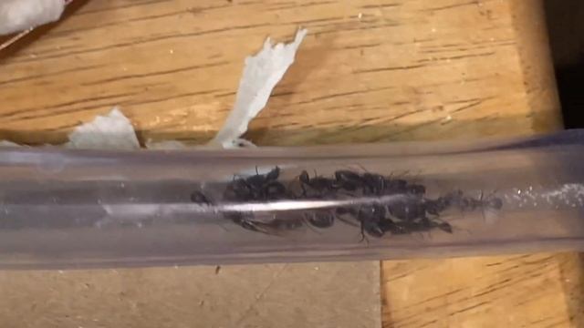 Camponotus Pennsylvanicus Multiplication 2023 смотреть онлайн