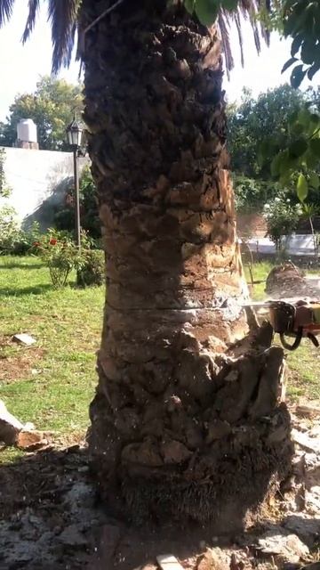 Tala de Palmera Fenix - Del Viso -