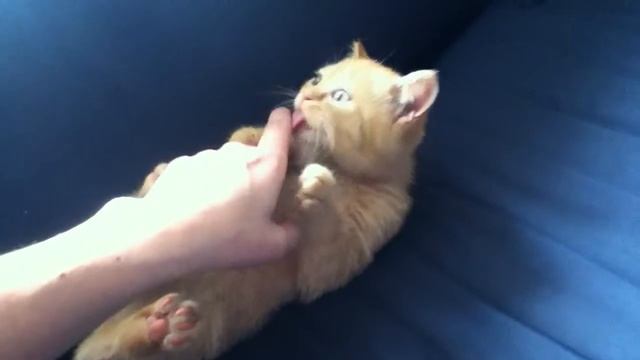 Zefir смотреть онлайн