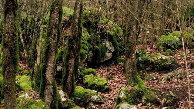 музыка для погружения в глубокий сон и восстановления сил смотреть онлайн