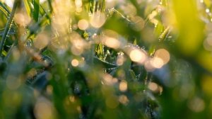 Звуки Леса, Кукушка, Сверчки, Пение Птиц, Ветер- расслабляющие звуки для крепкого сна