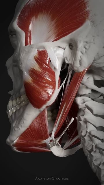 The suprahyoid muscle group смотреть онлайн