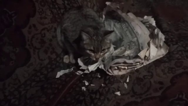 Кота прибило))) смотреть онлайн