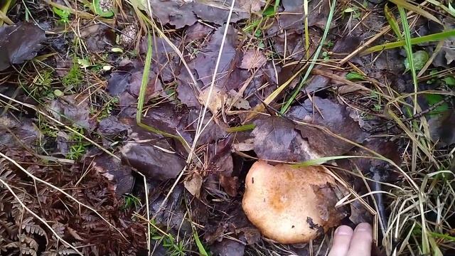 Озимые грибы смотреть онлайн