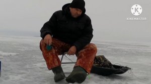 Вислые дубравы