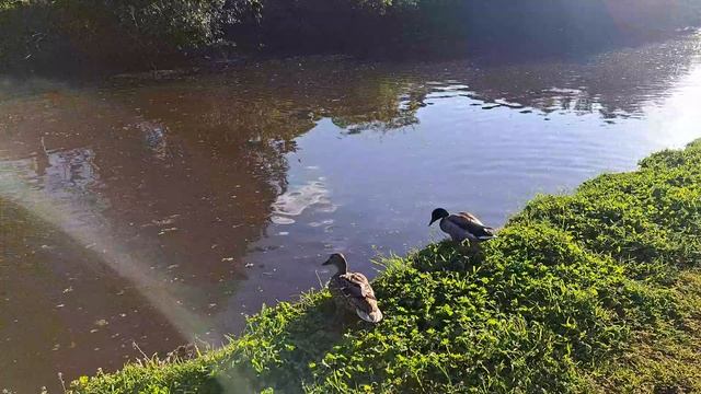 #утки #ducks #canal #water #канал #птицы #birds #nature смотреть онлайн