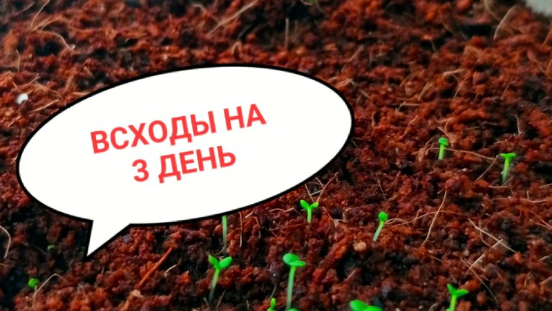 Всходы за 3 дня. А говорили две недели