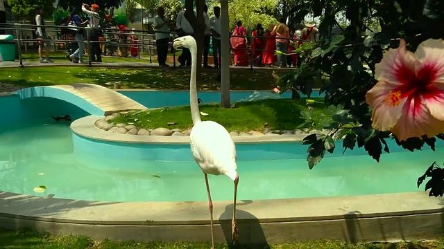 Flamingo bird - Flamingo walking on grass. ! смотреть онлайн