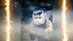 ОБЕЗЬЯНА с ЧЕЛОВЕЧЕСКИМ ЛИЦОМ - ОЧЕНЬ НЕОБЫЧНЫЙ КАПУЦИН  с ПЕЧАЛЬНЫМ ВЗГЛЯДОМ