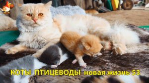 Коты птицеводы со своими подопечными 😹🐈🐈 Новая жизнь – выпуск (53) ❣️🤗😂