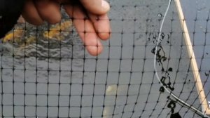 ЗАЩИТА КАРП КОИ ОТ СОСЕДСКИХ КОТОВ. БАРЬЕРНАЯ СЕТКА ВОКРУГ ПРУДА.