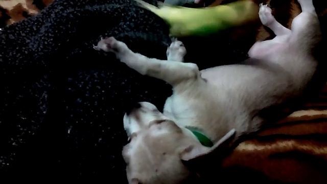 Кеша и Лоли. смотреть онлайн