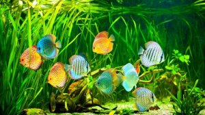 Домашний аквариум Дискусы Релакс музыка и релакс видео HD