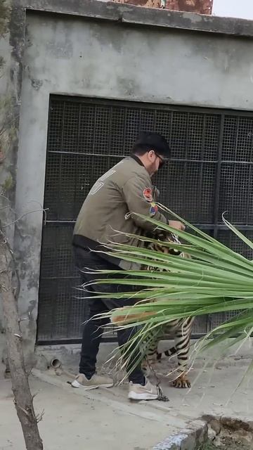 Head Injured because of Tiger Attack |Nouman Hassan | смотреть онлайн