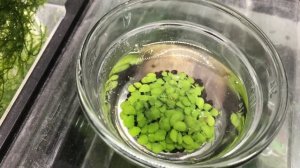 How to Grow Aquarium Carpet from Seeds (Glossostigma)