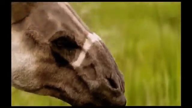 Ancylotherium clip clip for krazy krok productions aka alexander's treasures extinct animals смотреть онлайн