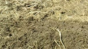 Простой способ обработки целины//подготовка участка к высадке земляники садовой