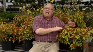 Lime Sizzler Firebush