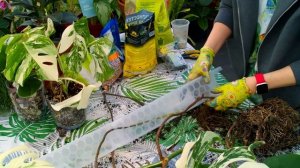 Опоры для комнатных растений. Зачем нужны опоры, как их грамотно установить?