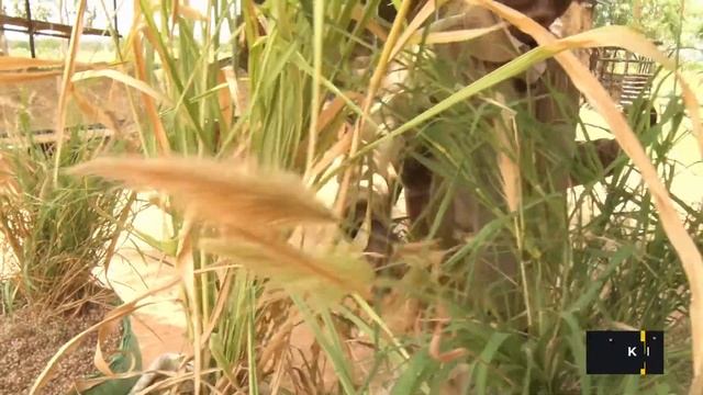 KILIMO HAI SN 1 Pt 1 Season Finale смотреть онлайн