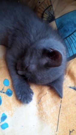 Котёнок Тишка