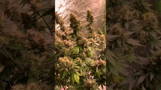 Mars Hydro vs ChilLED. Growcraft X6 vs California Lightworks SolarExtreme 1000 смотреть онлайн
