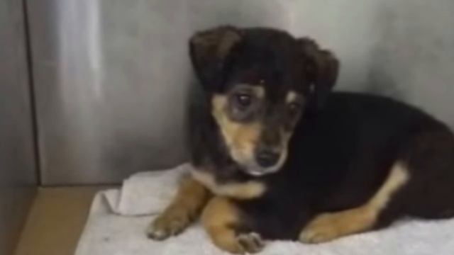 The cold and hungry puppy was lying on the street.. He was crying and calling for help..