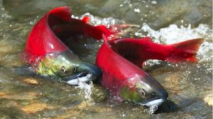 РР4: Рыбалка матчем на реке Яма. Русская Рыбалка 4 (69 серия)