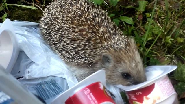 Ёжик кушает чудо-творожок. смотреть онлайн