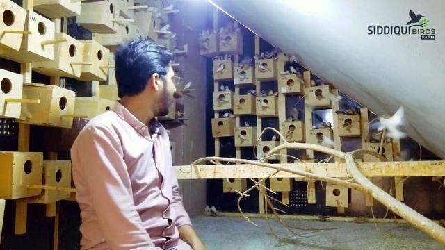 Zebra Finches 100 Pairs || English Blood Line || Mutations of Zebra by Laraib ali syed смотреть онлайн