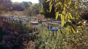 Слёт Пчёл из нуклеусов