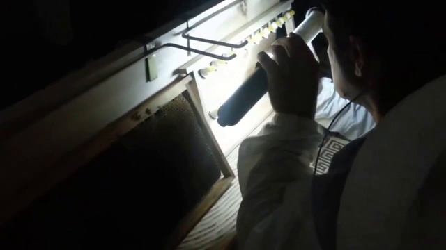 Пренасяне на ларви. Зоран от Неготин Србия пренася ларви за отглеждане на пчелни майки-Царици смотреть онлайн