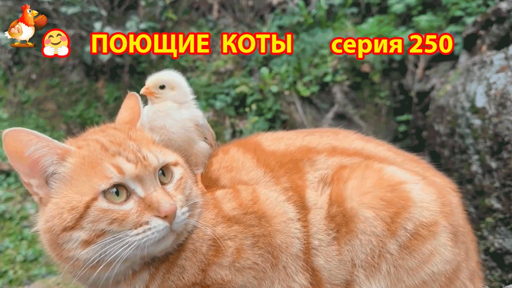 Крутые коты у птичьего двора серия (250) 🐈🐈😹 Природа Абхазии и подворье с птицами и животными ❣