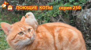 Крутые коты у птичьего двора серия (250) 🐈🐈😹 Природа Абхазии и подворье с птицами и животными ❣