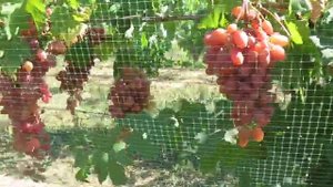 Виноград Y образная шпалера  Преображение