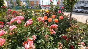 12 06 2023 Цветник у дома