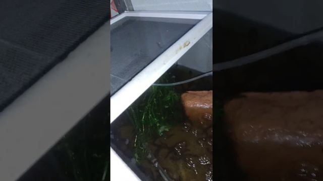 Akvaryum sistemi sülük üretimi смотреть онлайн