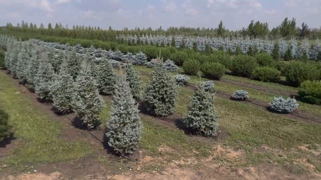 Сортовые хвойные в питомнике Ярус .